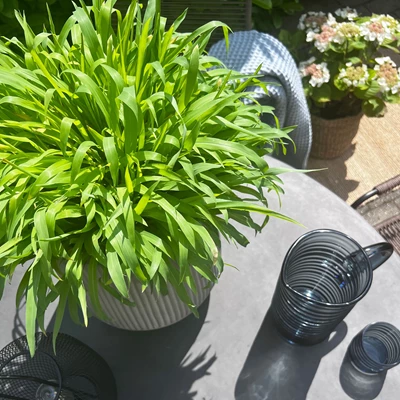 Grön växt på trädgårdsbord med glaskanne