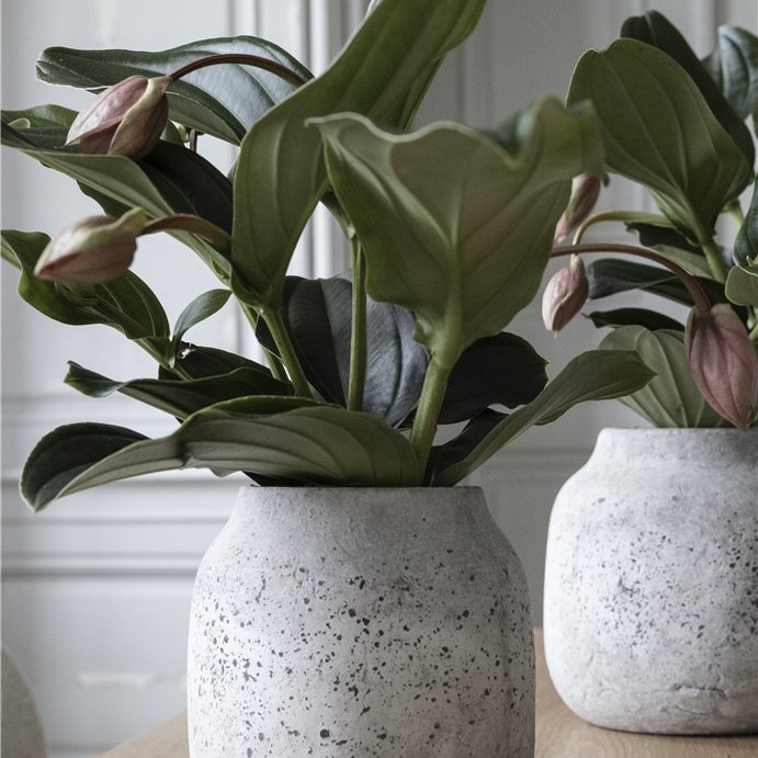 Gröna växter i betongkrukor