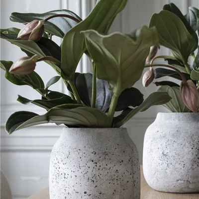 Gröna växter i betongkrukor