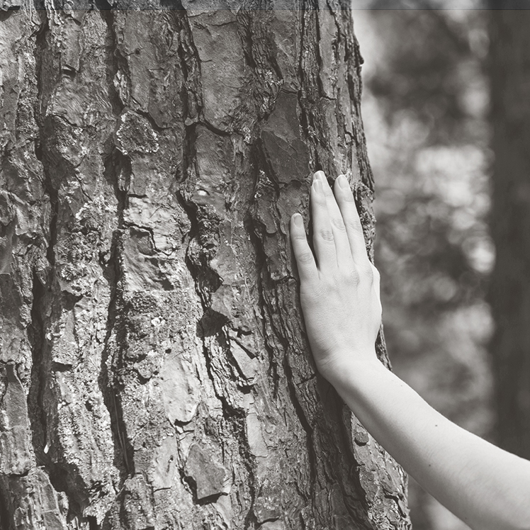 Hand rör vid en trädstam med grov bark i skogsmiljö