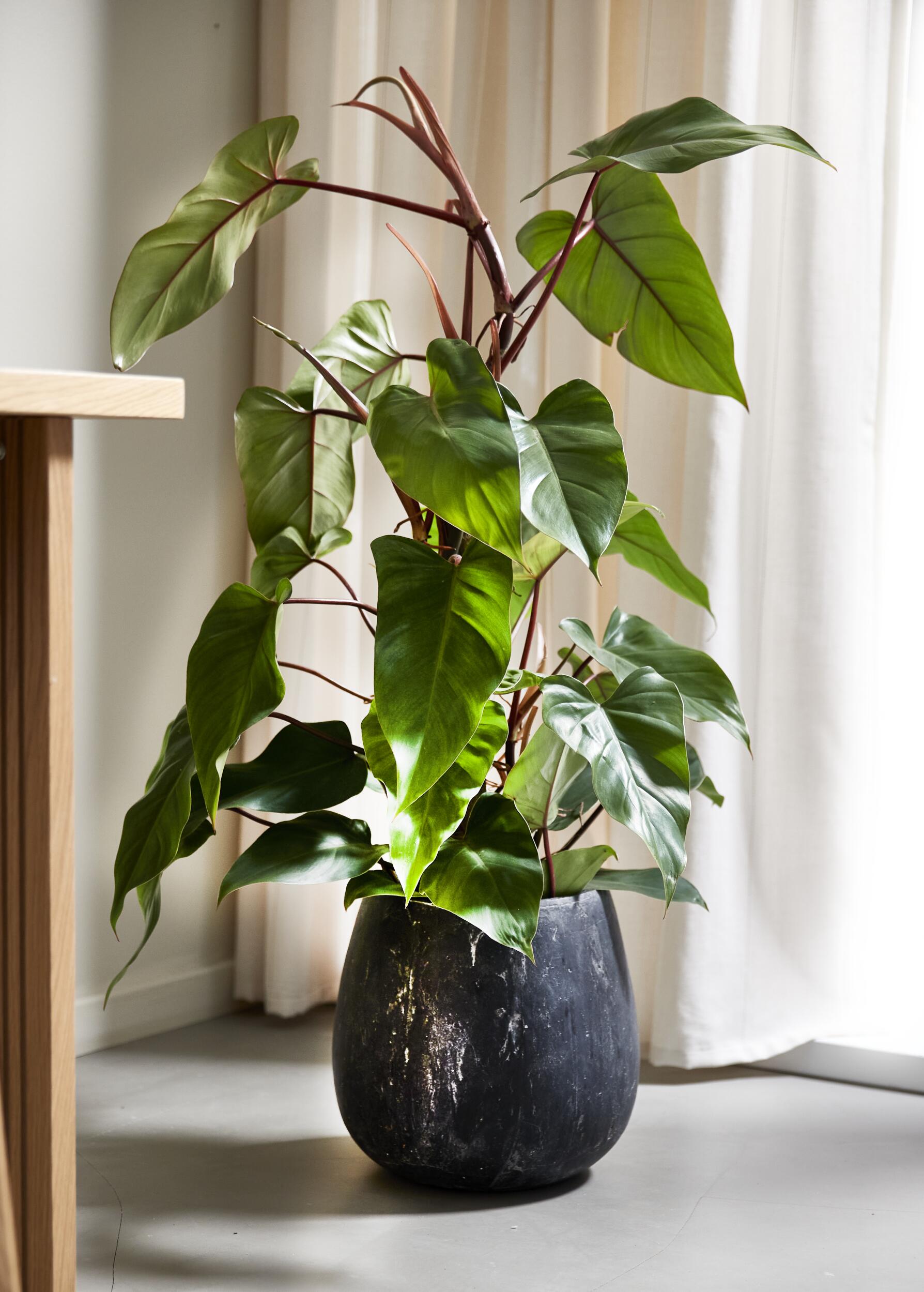 Alesso blomkruka 30 x 30 cm 