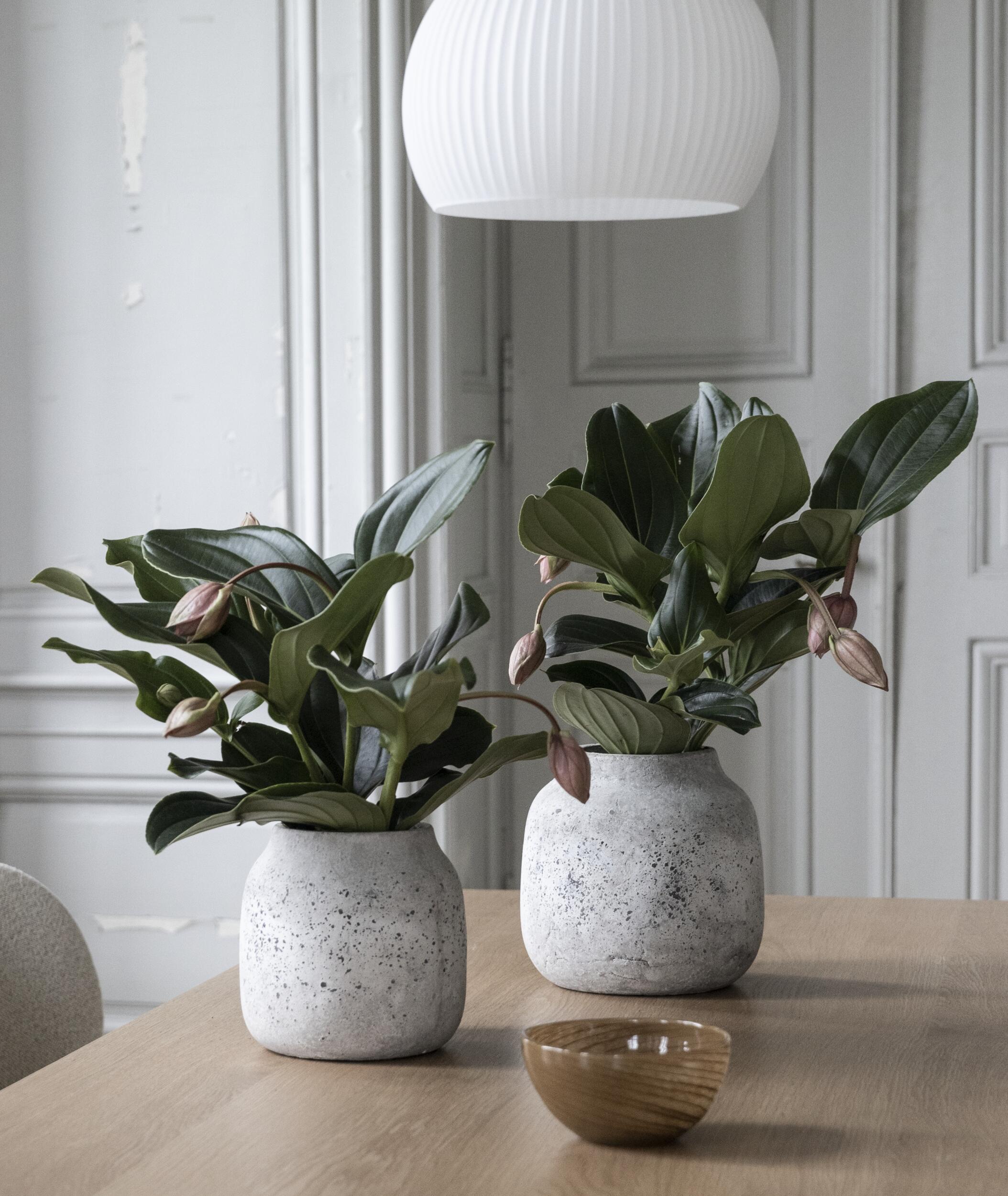 Alesso blomkruka 20 x 19 cm 