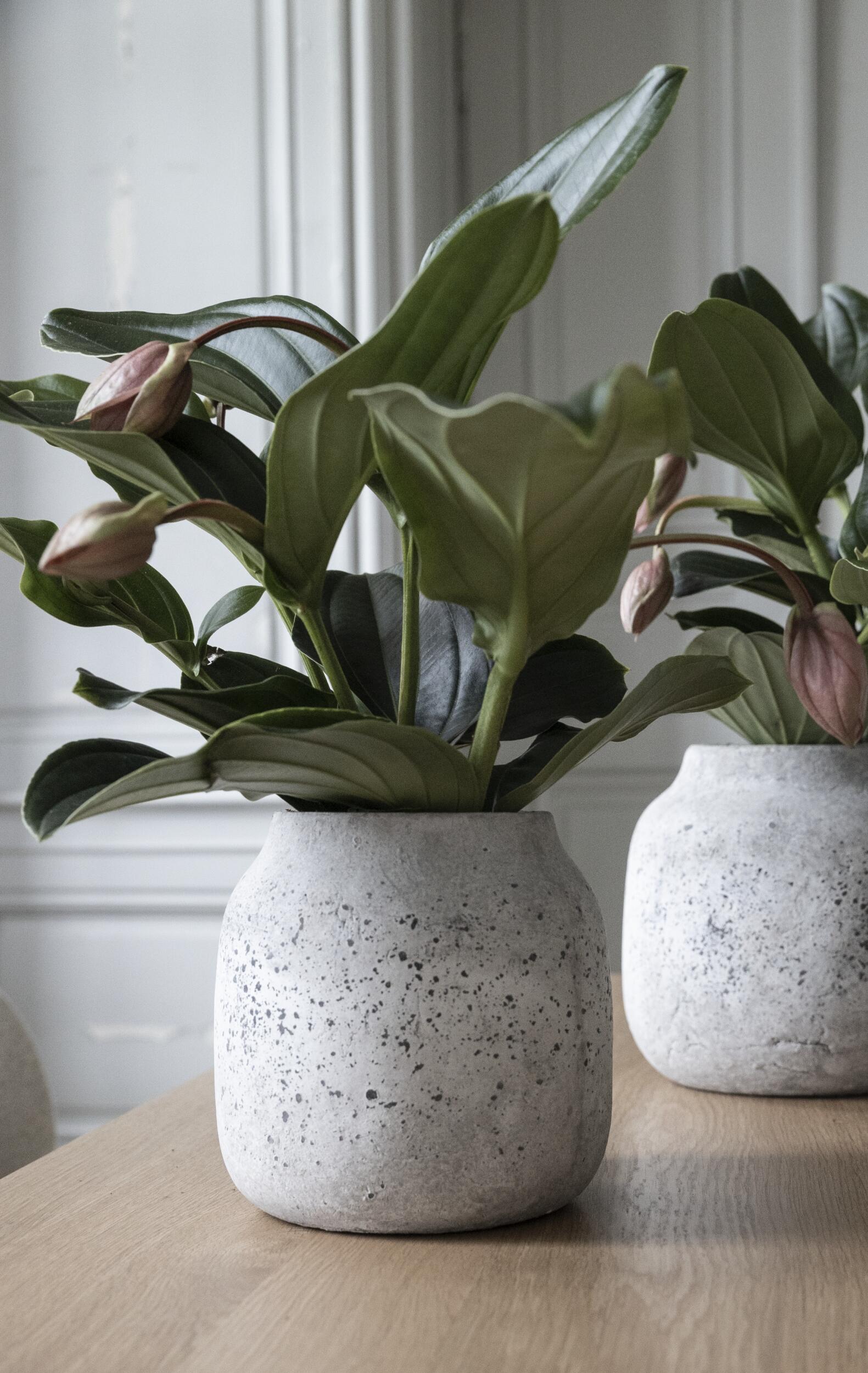 Alesso blomkruka 20 x 19 cm 