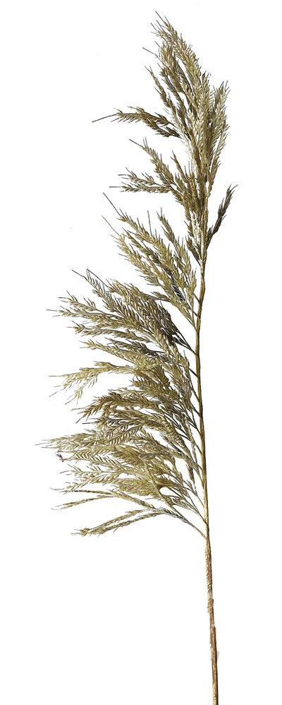 Pampas konstgjord växt 125 cm